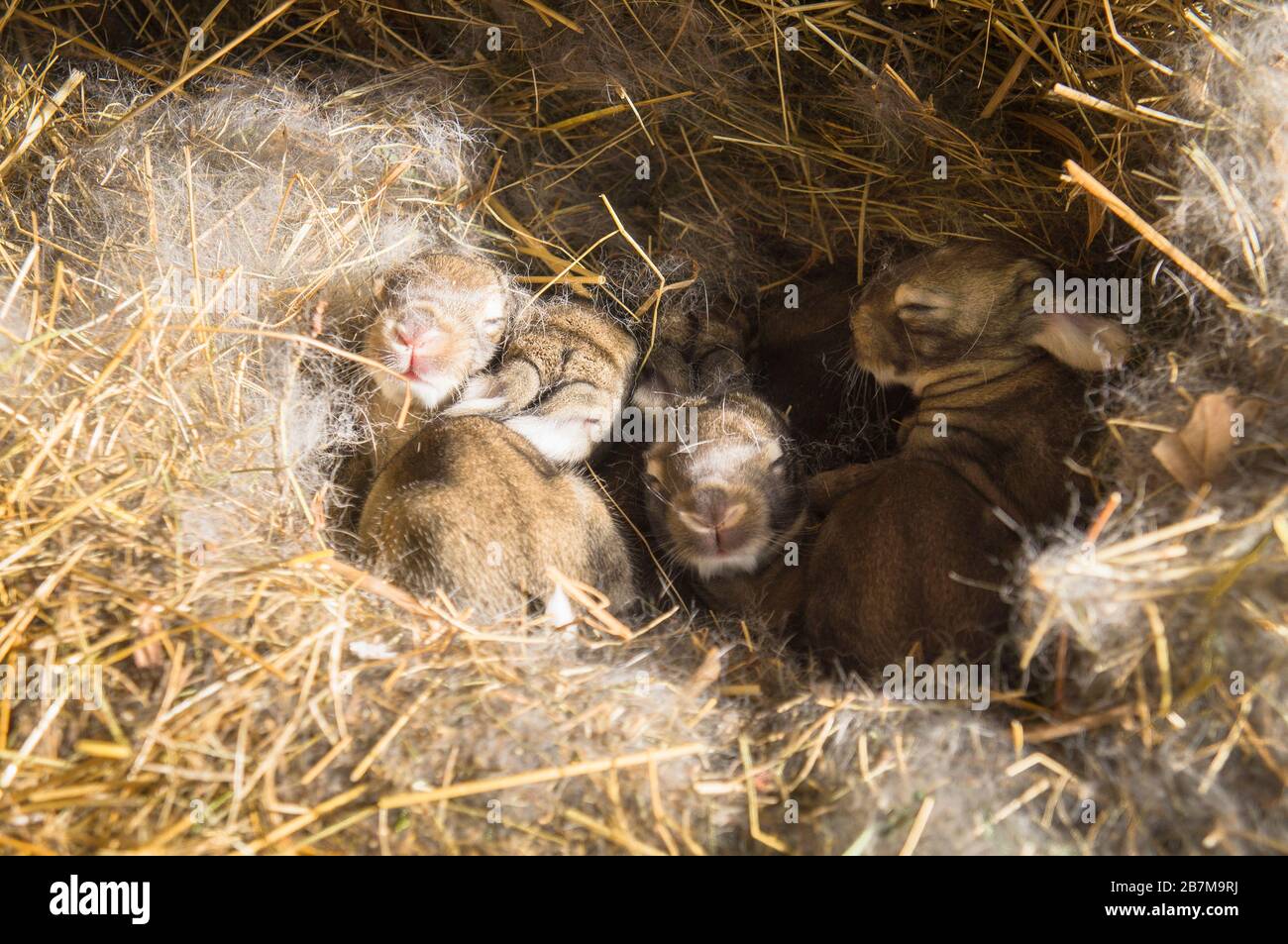 domestic rabbit, straw bedding in hutch, bunny, kit, kitten, four days