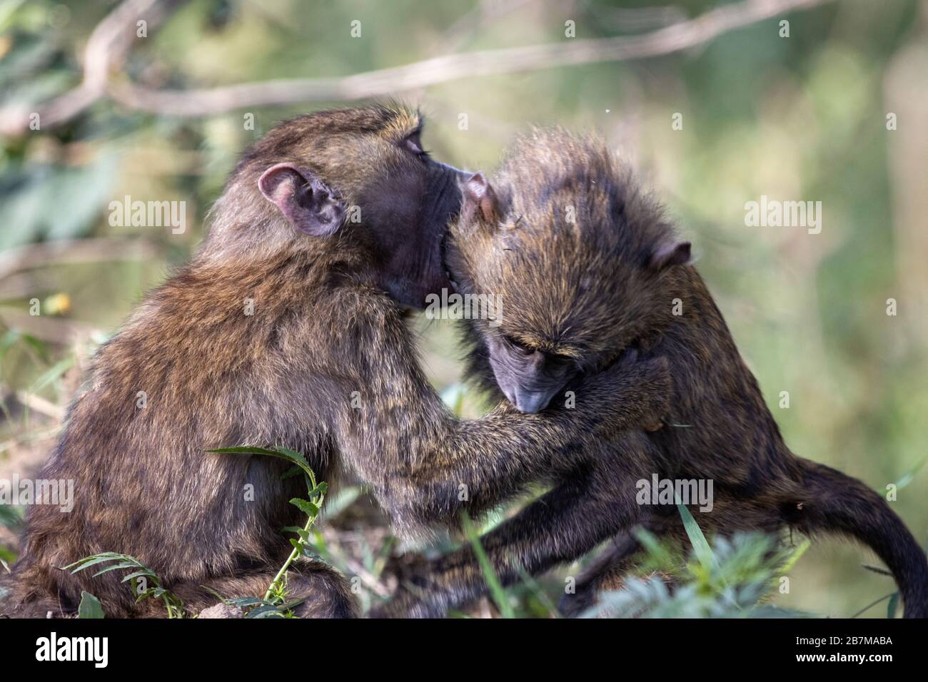 Two baby baboons play fighting in the jungle Stock Photo