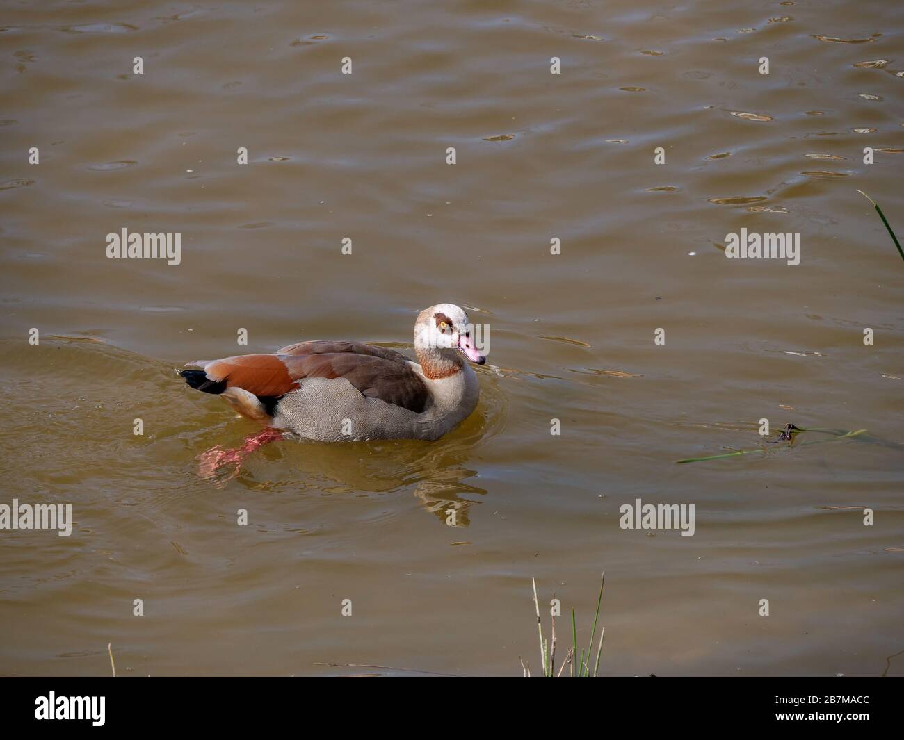 Nile goose invasive species in the Appleres river in Madrid Stock Photo