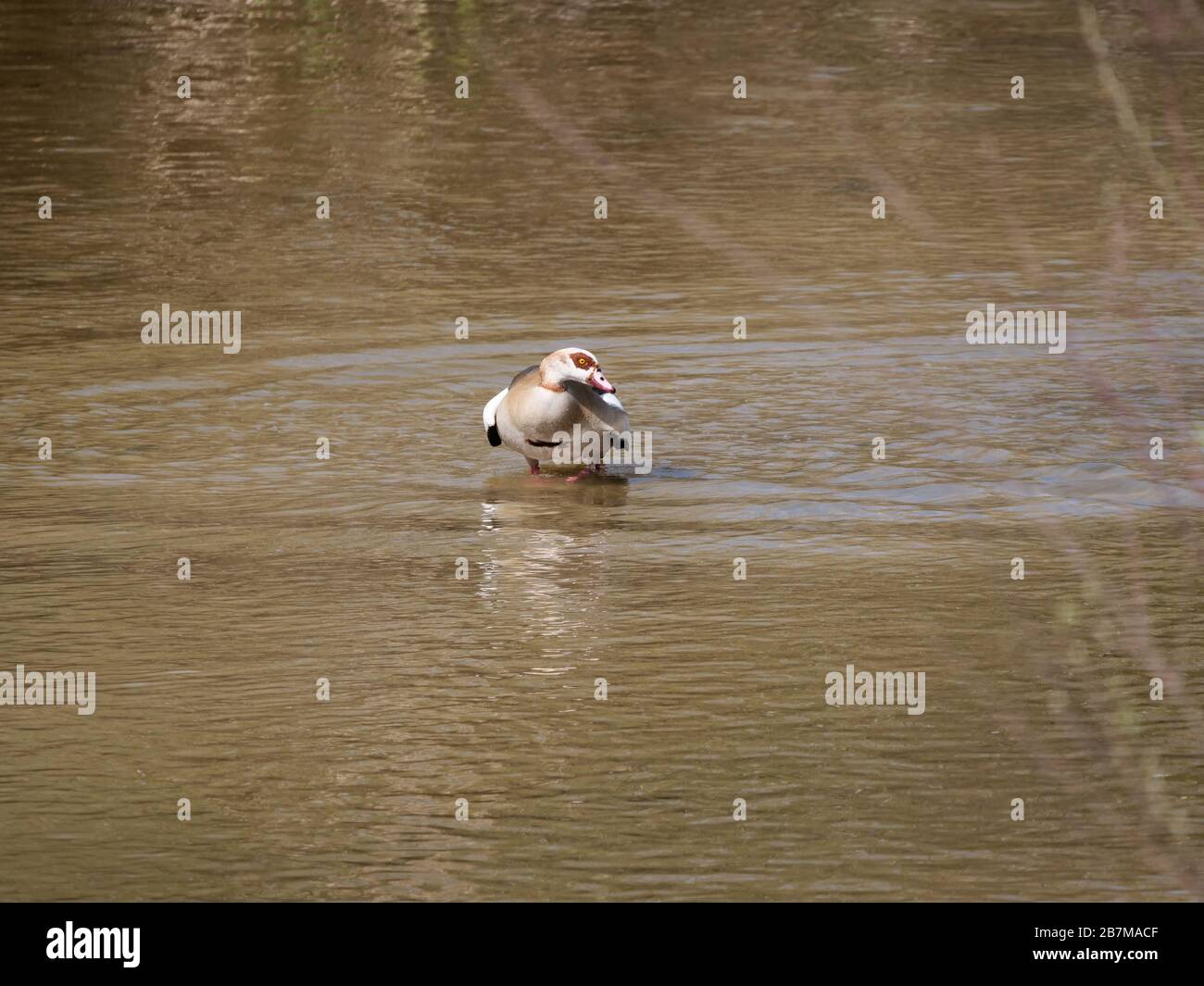 Nile goose invasive species in the Appleres river in Madrid Stock Photo