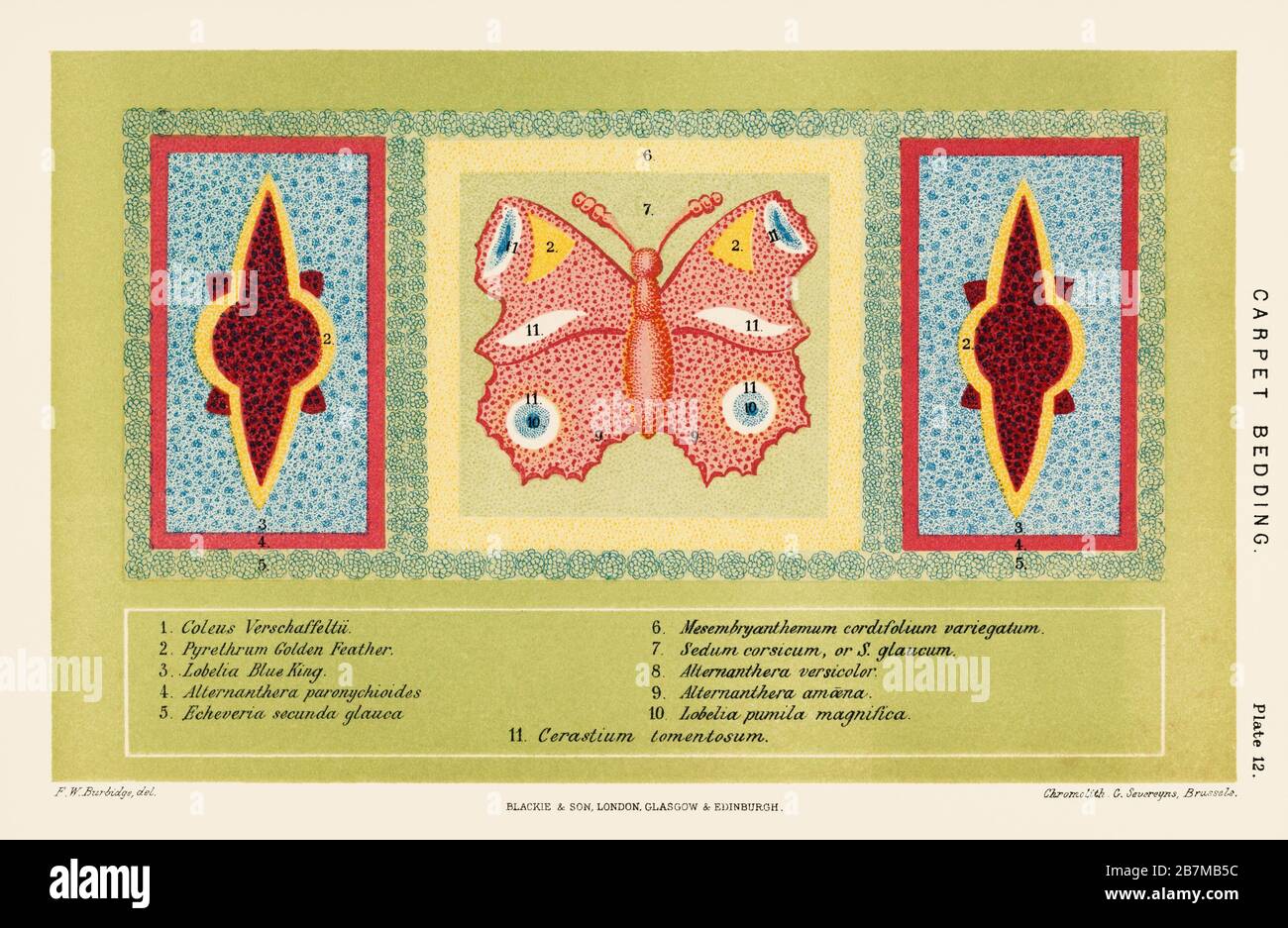 A chromolithograph of a botanical carpet bedding with a colorful butterfly by Federick William Burbridge (1847-1905).jpg - 2B7MB5C Stock Photo