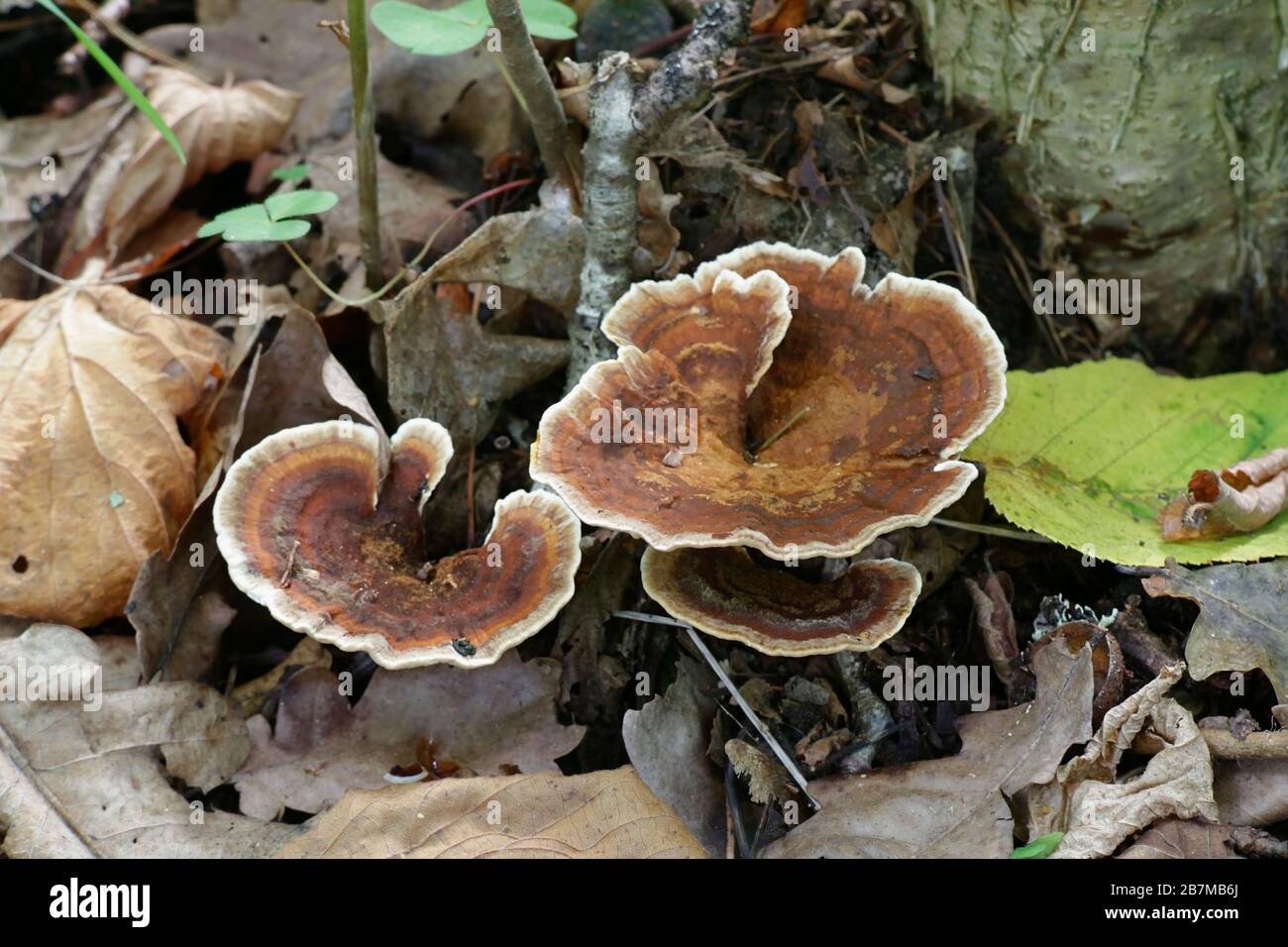 Pelloporus tomentosus, known as Velvet Rosette, a polypory fungus from Finland Stock Photo