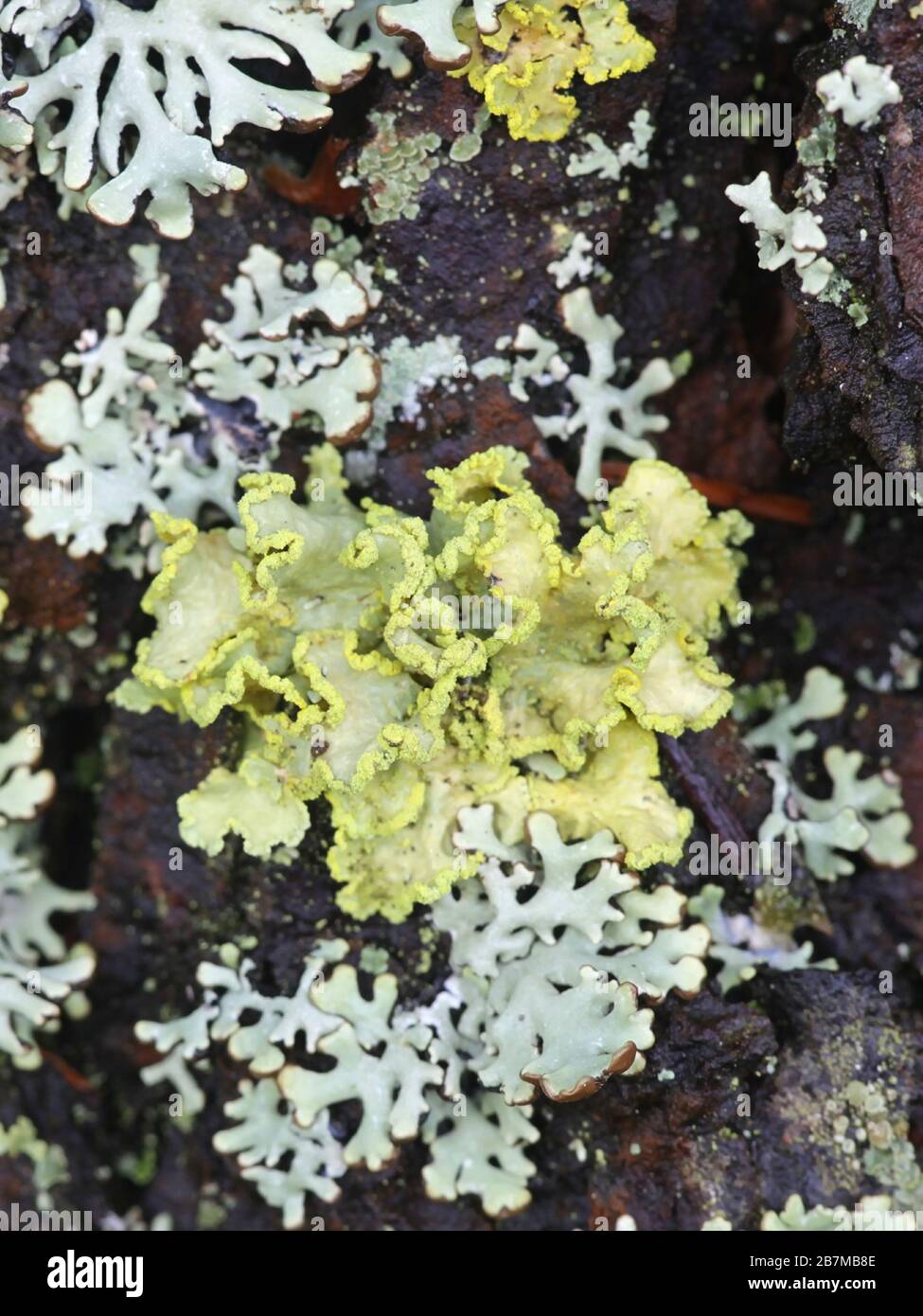 Vulpicida pinastri, commonly called the Powdered Sunshine Lichen Stock Photo