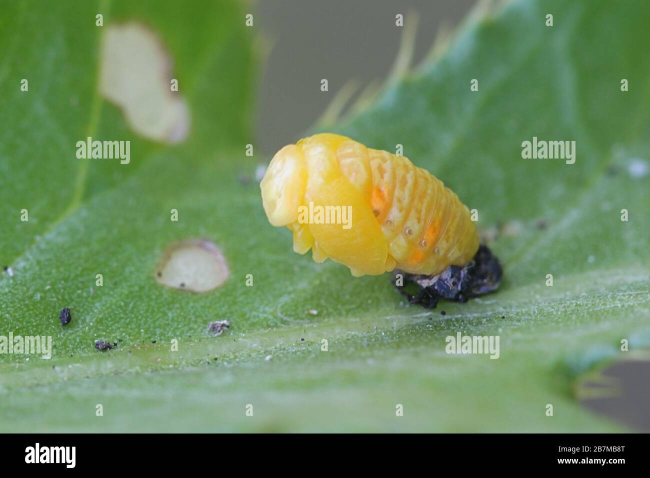 Coccinella septempunctata, the seven-spot ladybird (or, in North America, seven-spotted ladybug, shedding larval skin Stock Photo