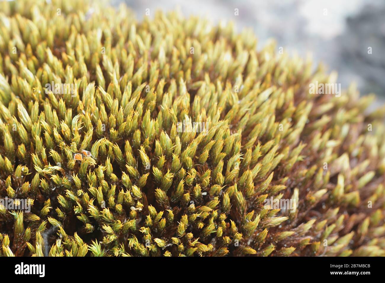 Schistidium maritimum, known as the seaside grimmia or seaside schistidium moss Stock Photo
