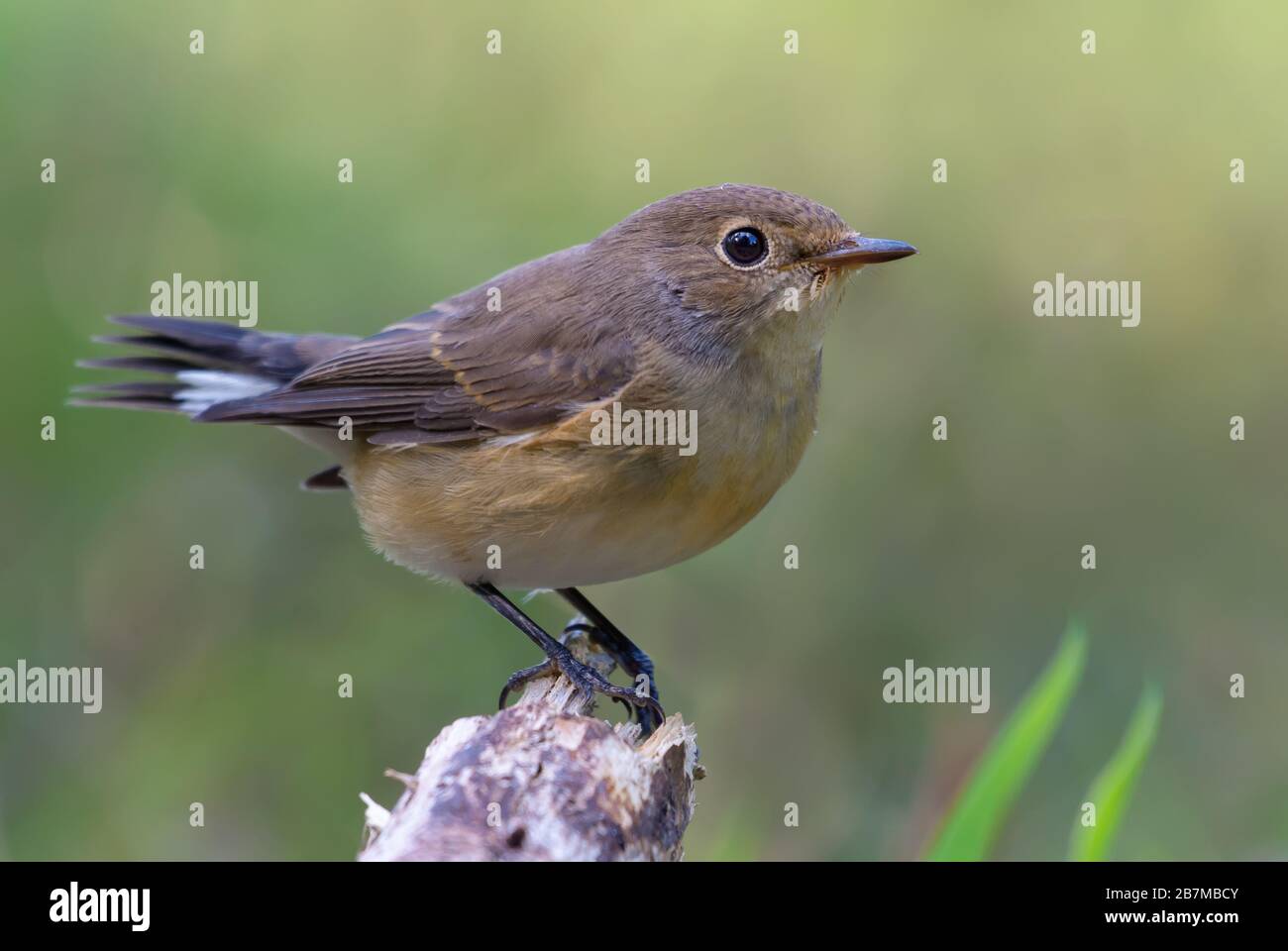 Young female Red-breasted flycatcher (ficedula parva) graceful posing on small stump with clean background Stock Photo