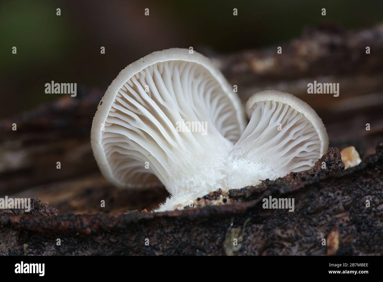 Pleurotus ostreatus, known as the pearl oyster mushroom or winter oyster, wild edible fungus from Finland Stock Photo