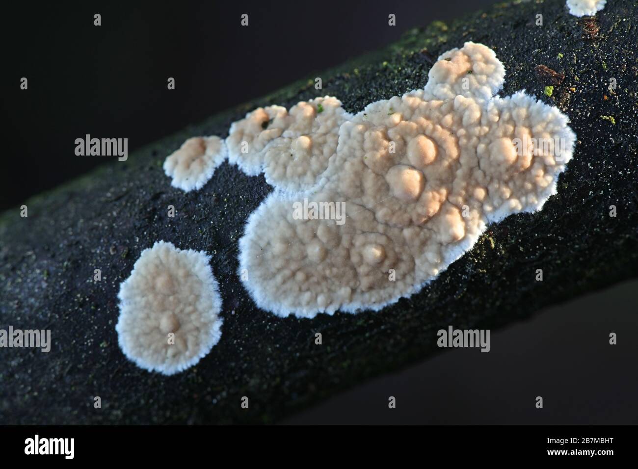 Cylindrobasidium evolvens (syn. Corticium laeve), known as the tear dropper, wild fungus from Finland Stock Photo