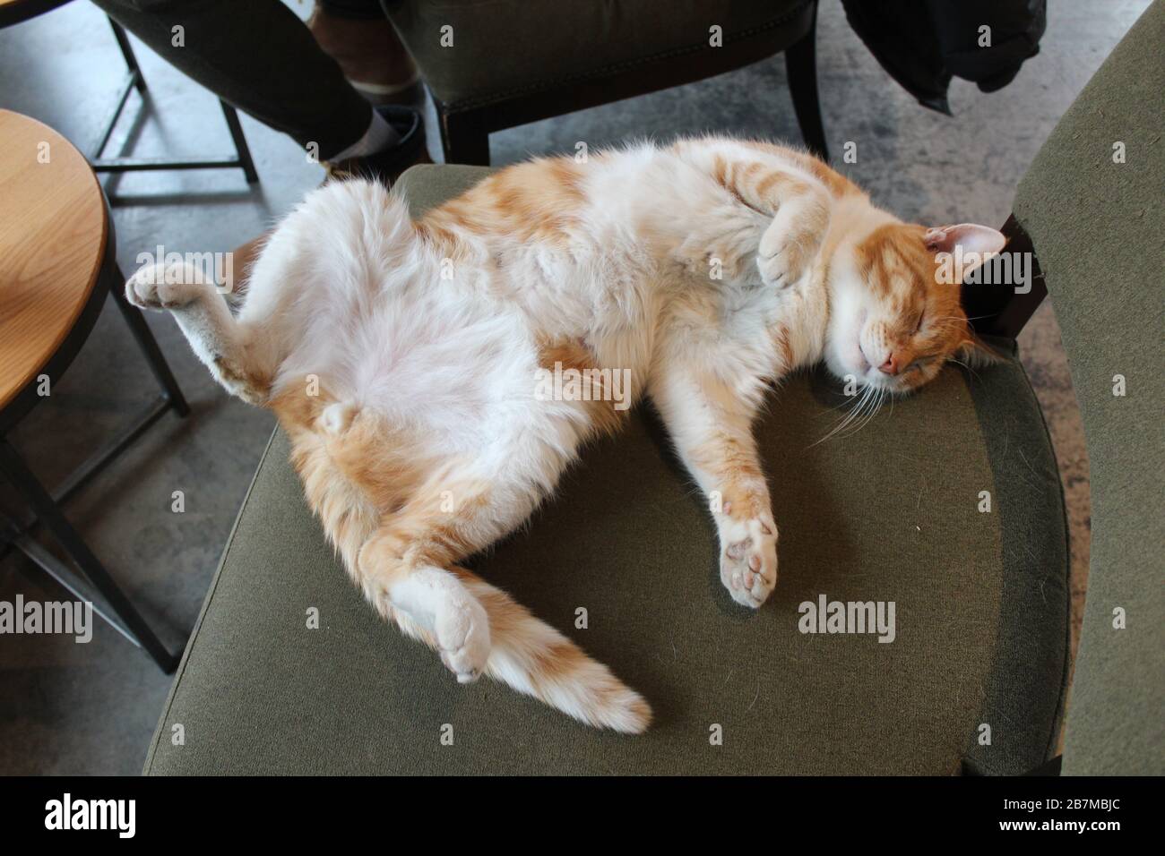Ginger cat sleeping in a funny way shot in top view full length interior natural light  image. Stock Photo