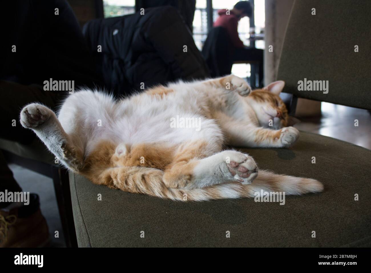 Close up full length portrait of a funny ginger cat asleep on a chair at a coffee shop. Stock Photo