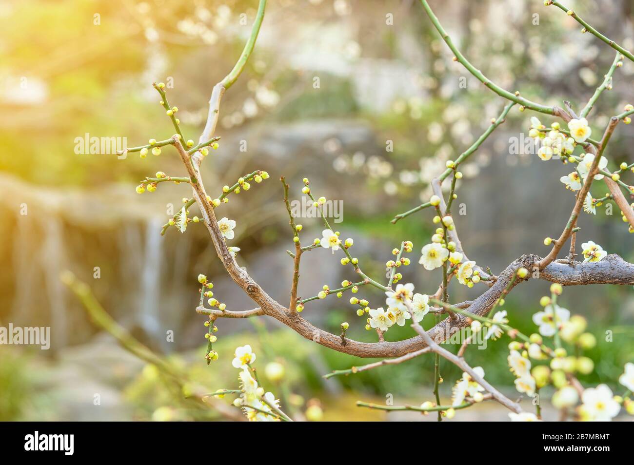 Japan Bokeh High Resolution Stock Photography And Images Alamy