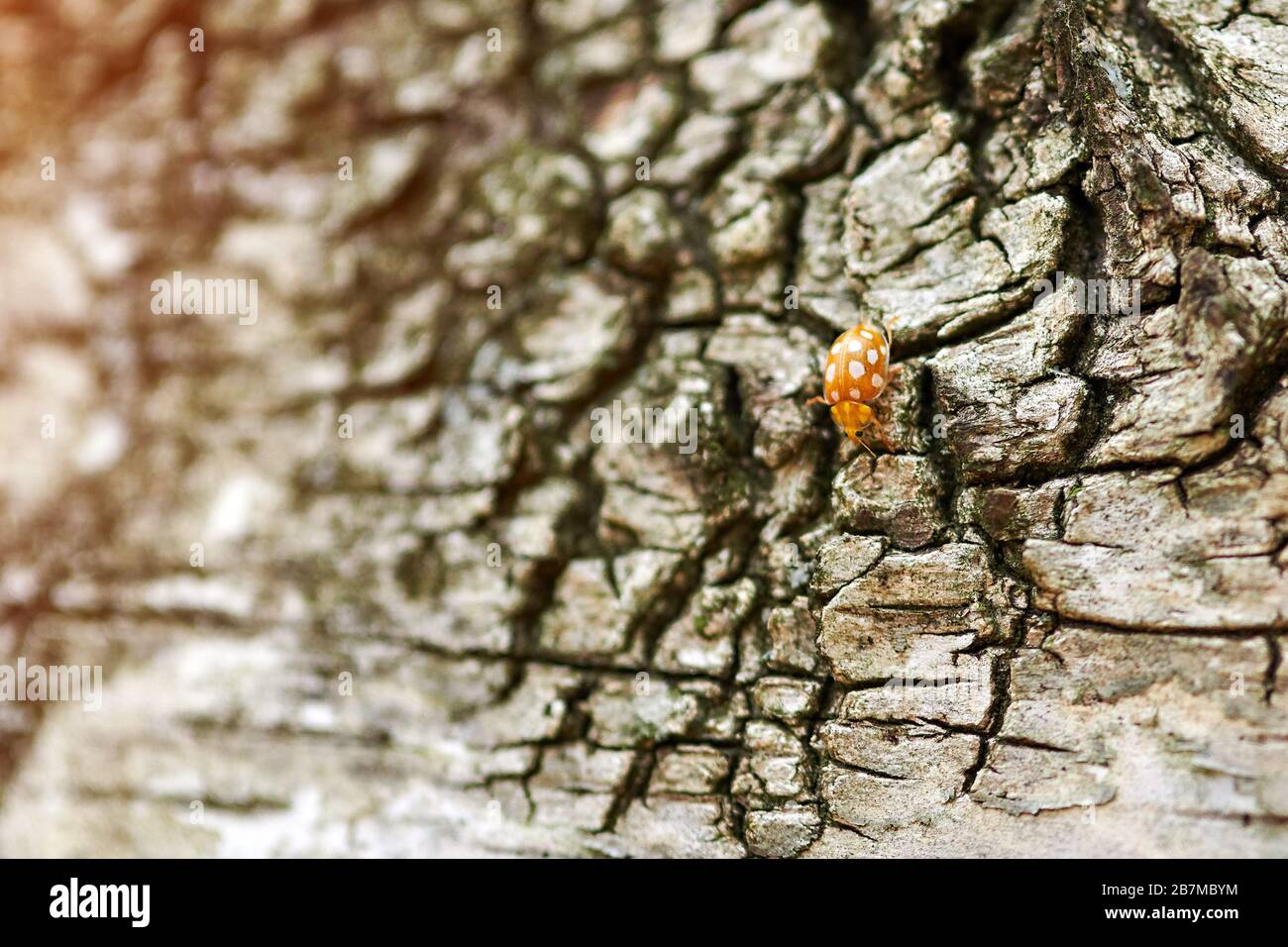 Yellow ladybug on birch tree. Little ladybird beetle, coccinellidae. Lady beetle creeping on a tree trunk in birch forest Stock Photo