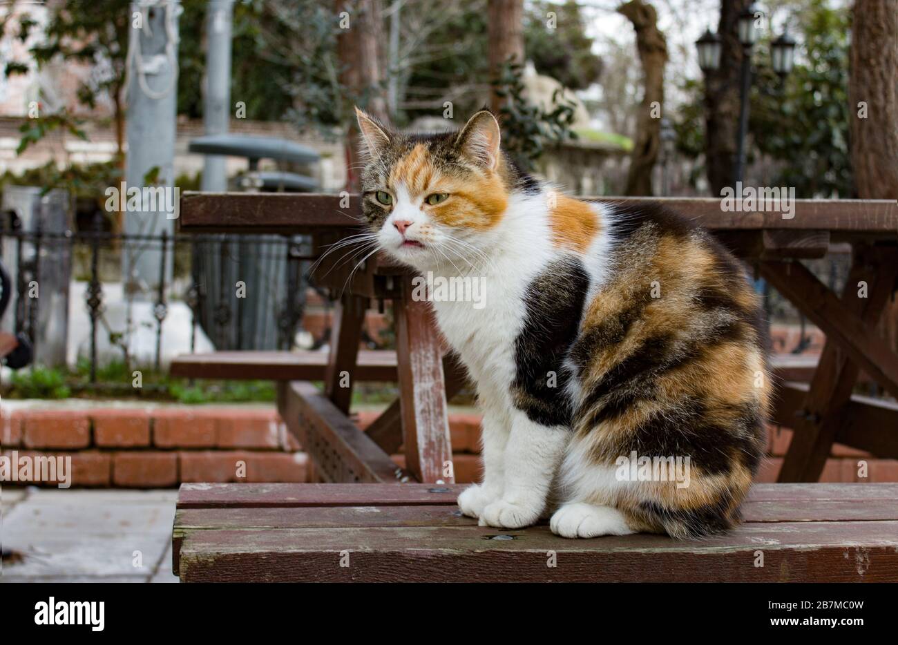 Outdoors full length profile portrait of a stray calico cat with natural facial imperfections, making it seem like a bored, sour cat. Stock Photo