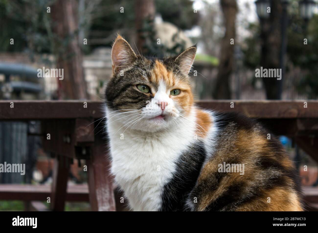 Outdoors profile portrait of a stray calico cat with natural facial imperfections, making it seem like a bored, sour cat. Stock Photo