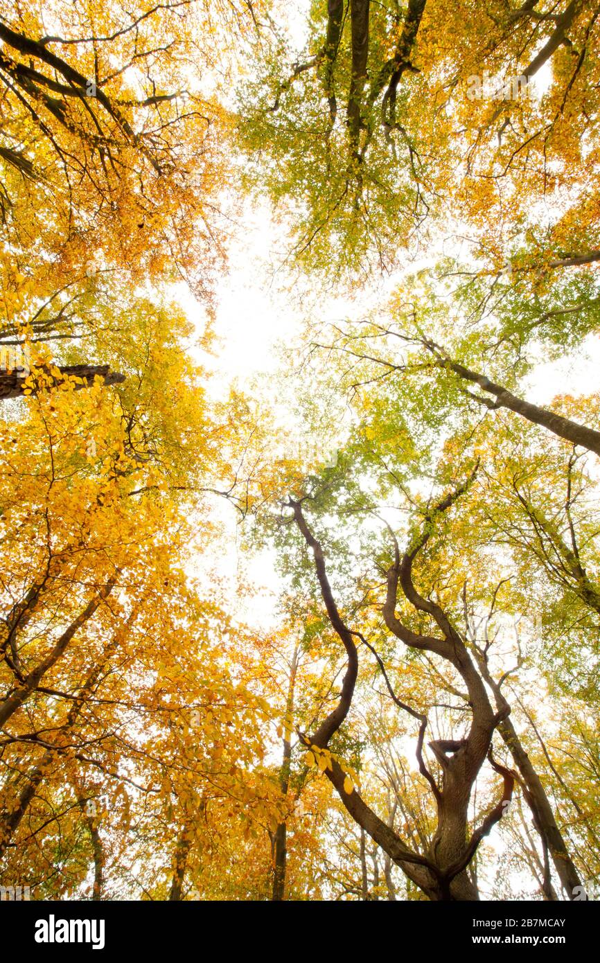 Autumnal trees seen looking straight up into sky showing golden leaves  Stock Photo