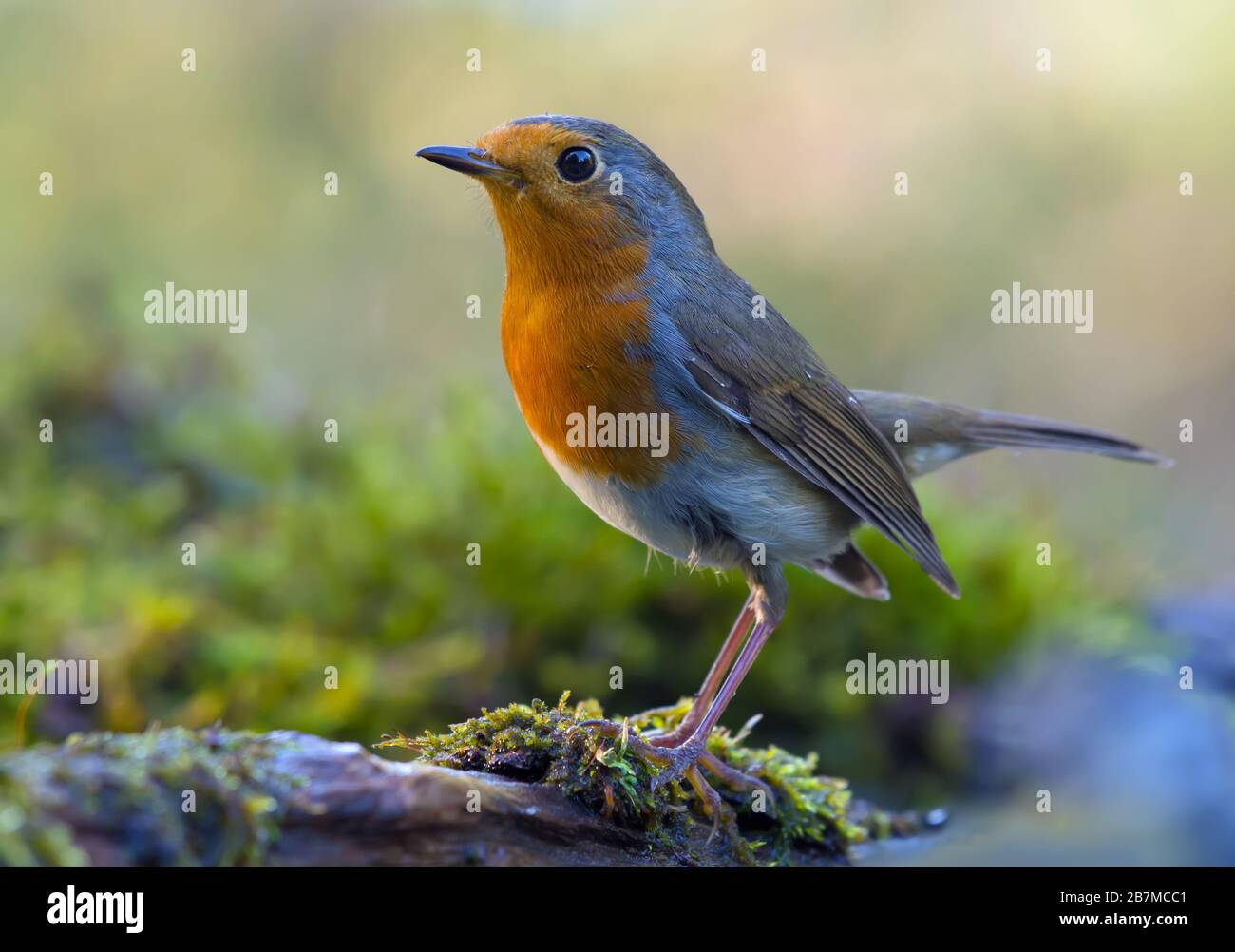 Mature European Robin (erithacus rubecula) fine posing on a moss covered old tree trunk in mossy environment Stock Photo