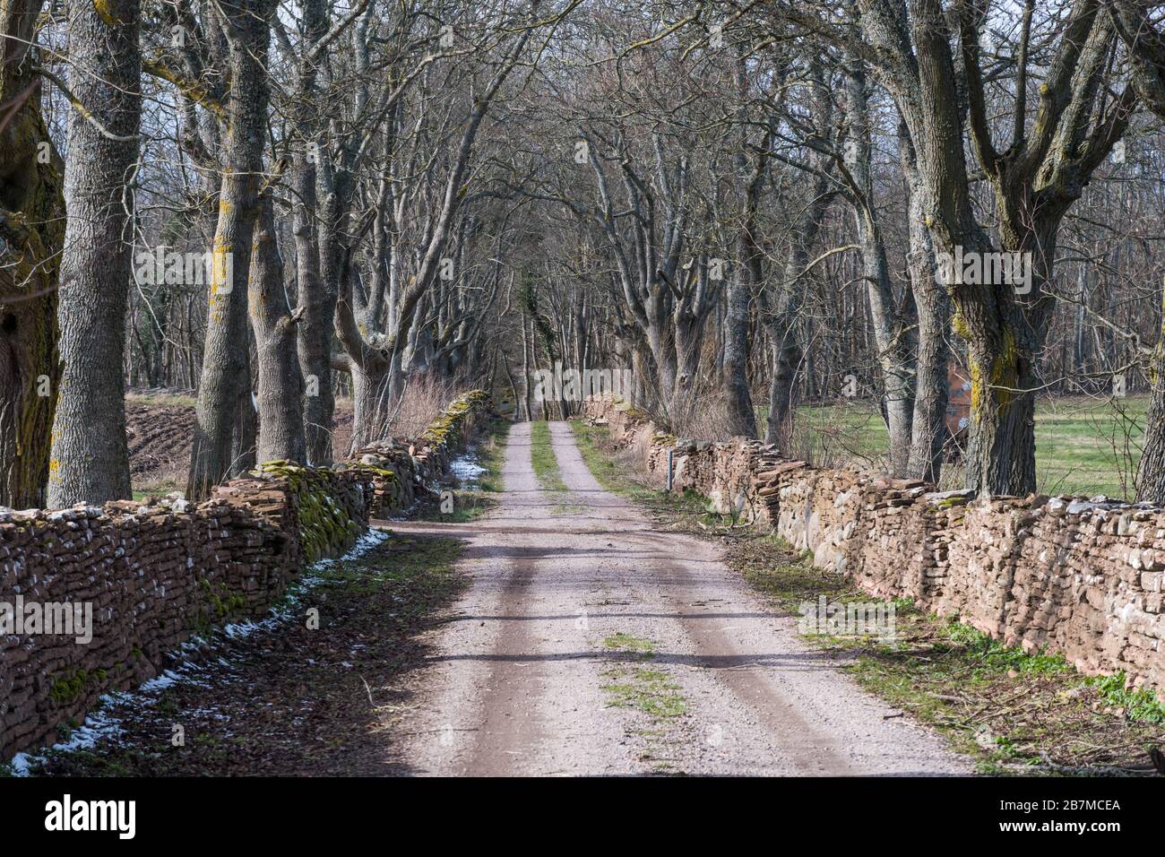 Country road in an alley surrounded by dry stone walls in spring season Stock Photo