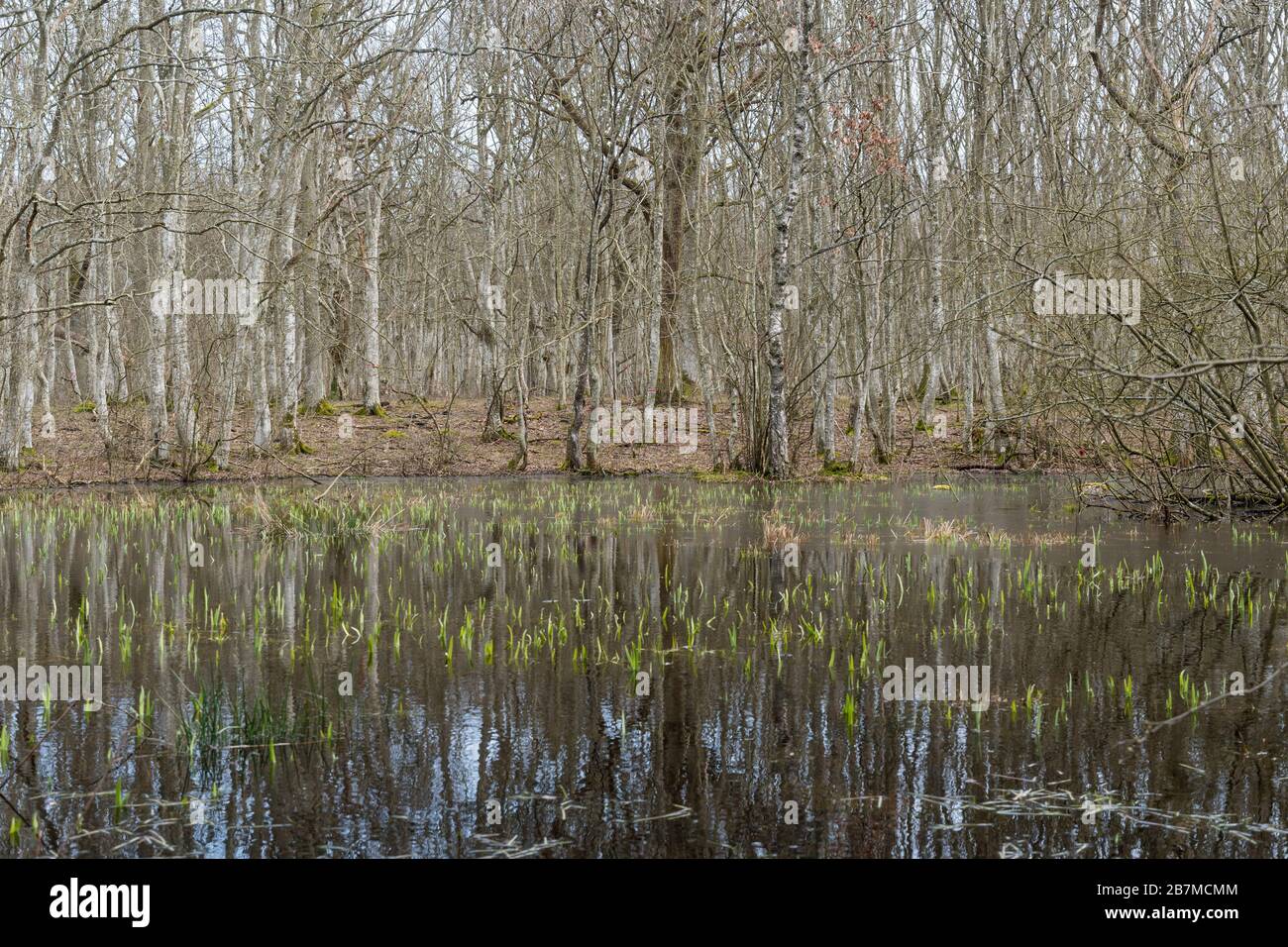 New green plants in a pond by early springtime Stock Photo