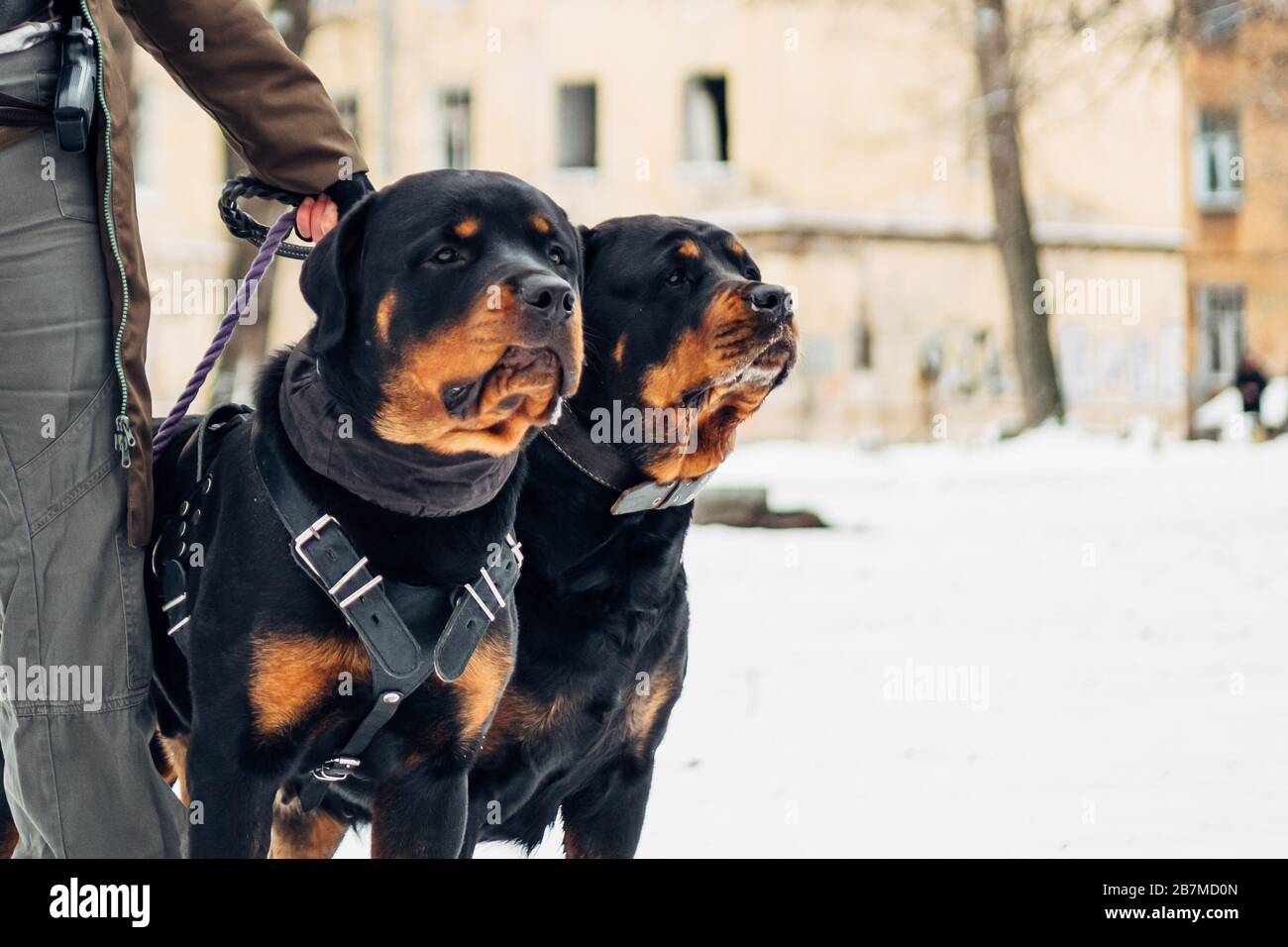 military rottweiler