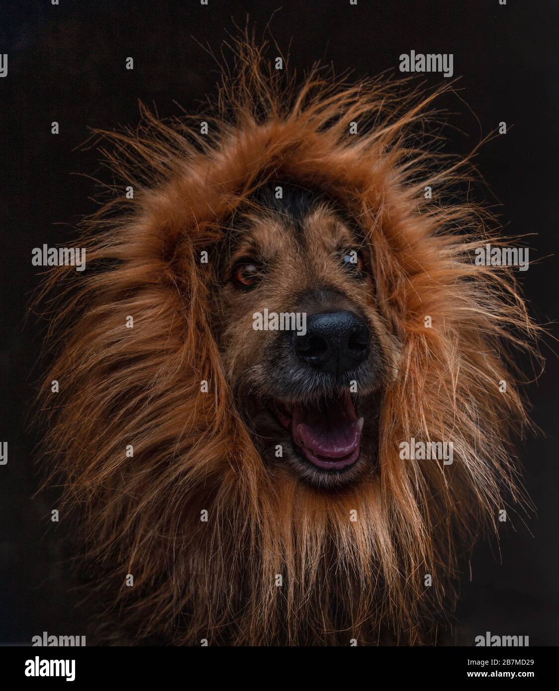 Crazy hair lion hi-res stock photography and images - Alamy