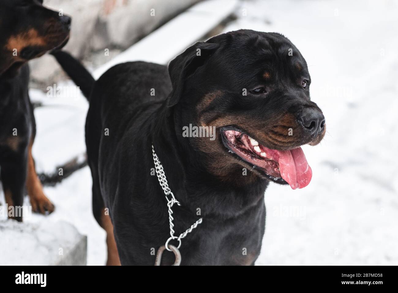 Rottweiler winter hi-res stock photography and images - Alamy