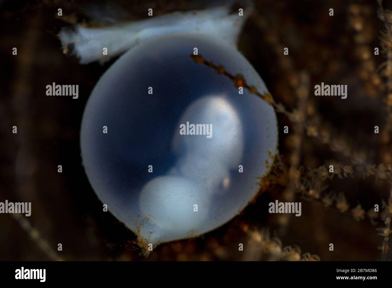 A new life is emerging. Cuttlefish egg with embryo. Underwater macro photography from Tulamben, Bali,  Indonesia Stock Photo