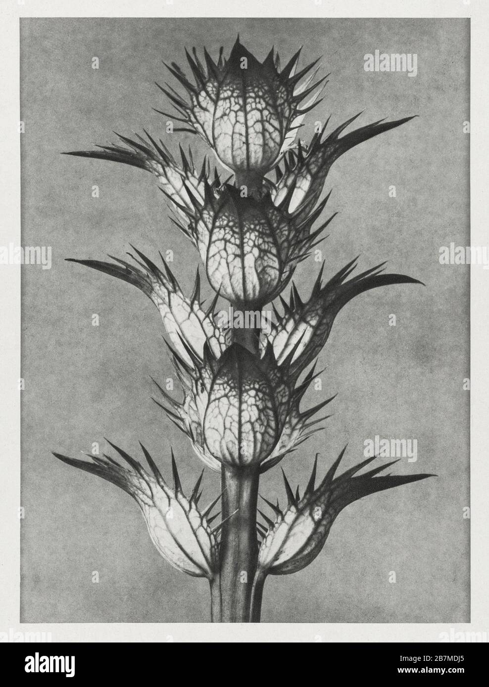 Urformen der kunst hi-res stock photography and images - Alamy