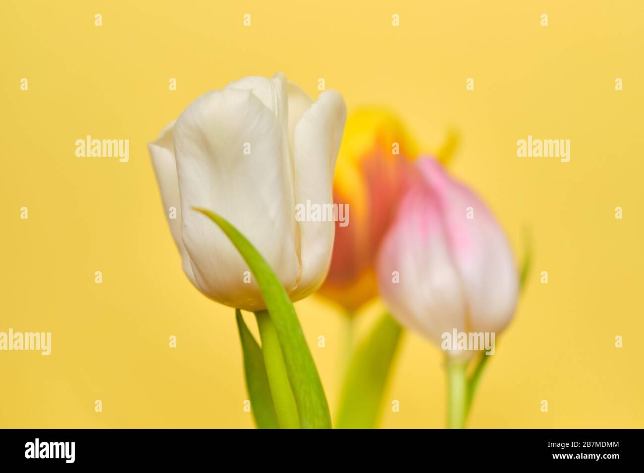 Tulips on a yellow background. Close up. Stock Photo