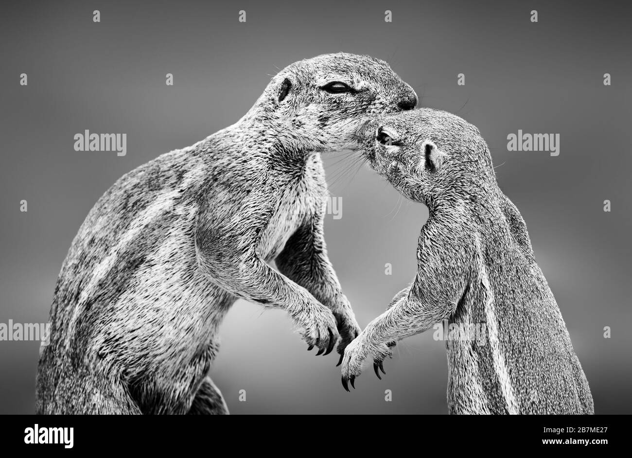Ground squirrels having an affectionate moment in the Kgalagadi. Black and white. Xerus inauris Stock Photo