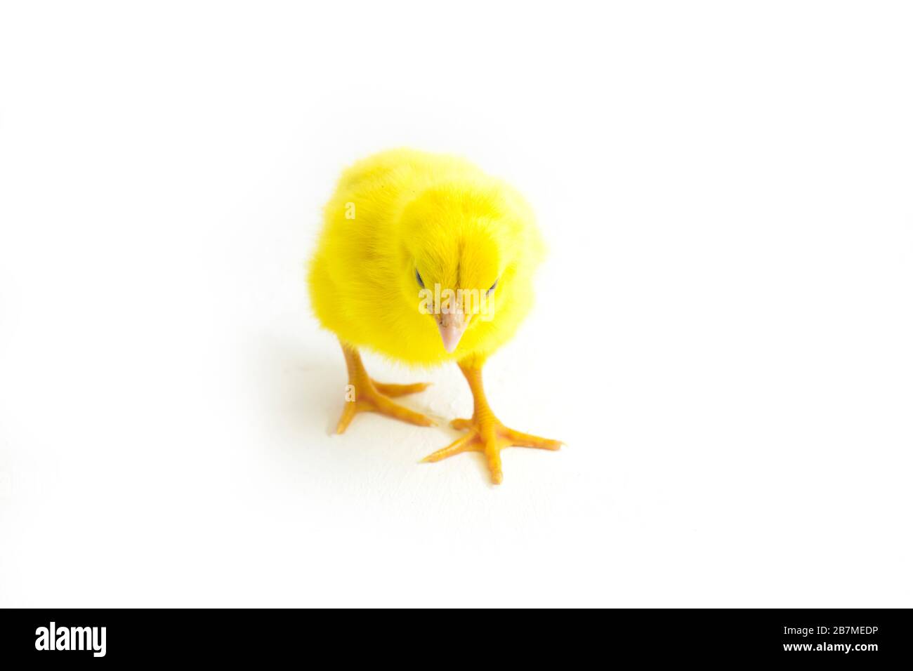 Small yellow chicken isolated on white background Stock Photo - Alamy