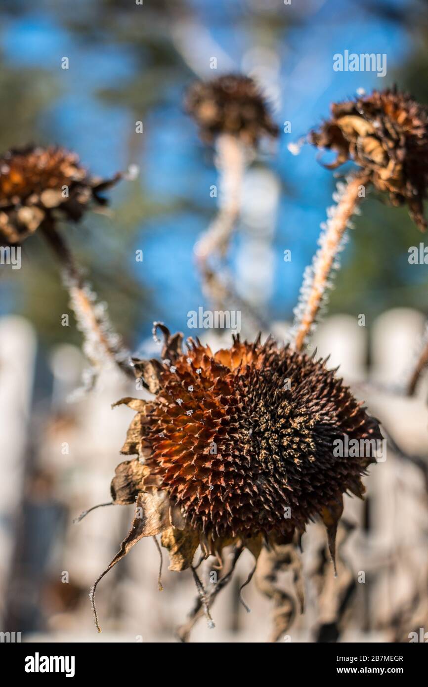 Big dry brown and dead sunflower in the garden Stock Photo