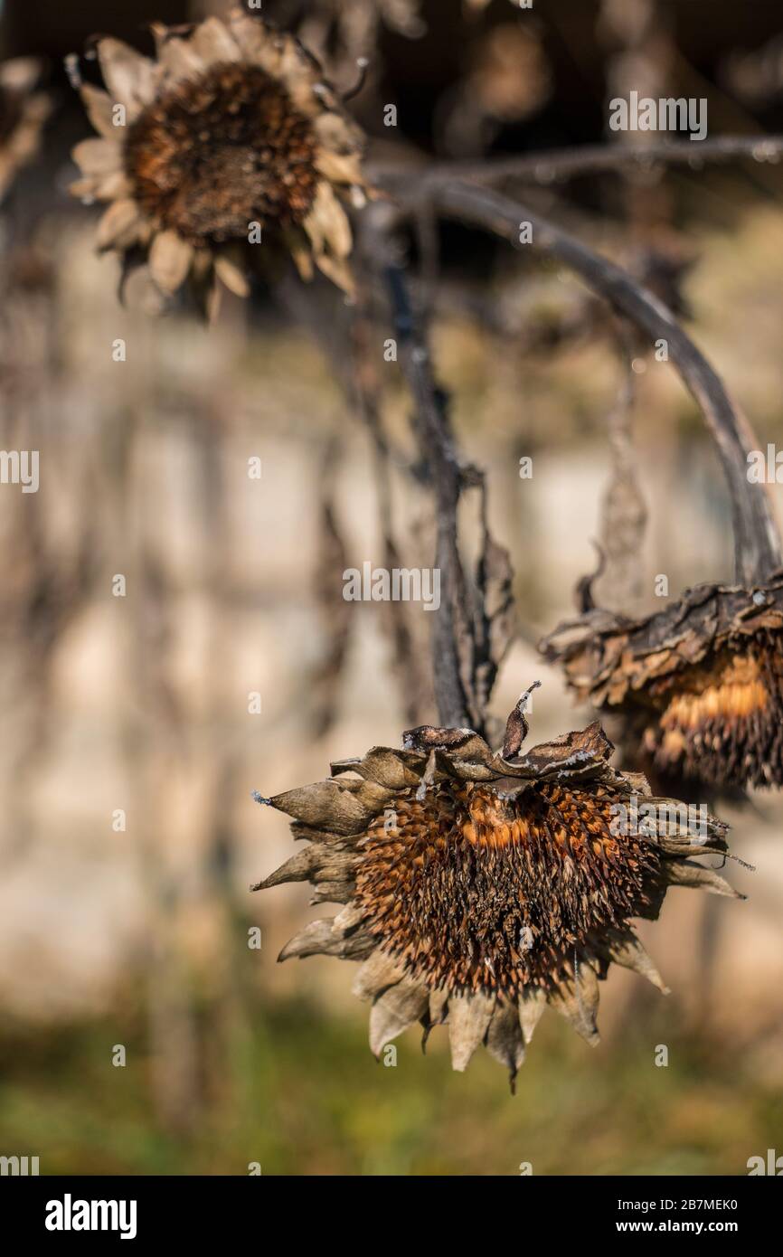 Big dry brown and dead sunflower in the garden Stock Photo
