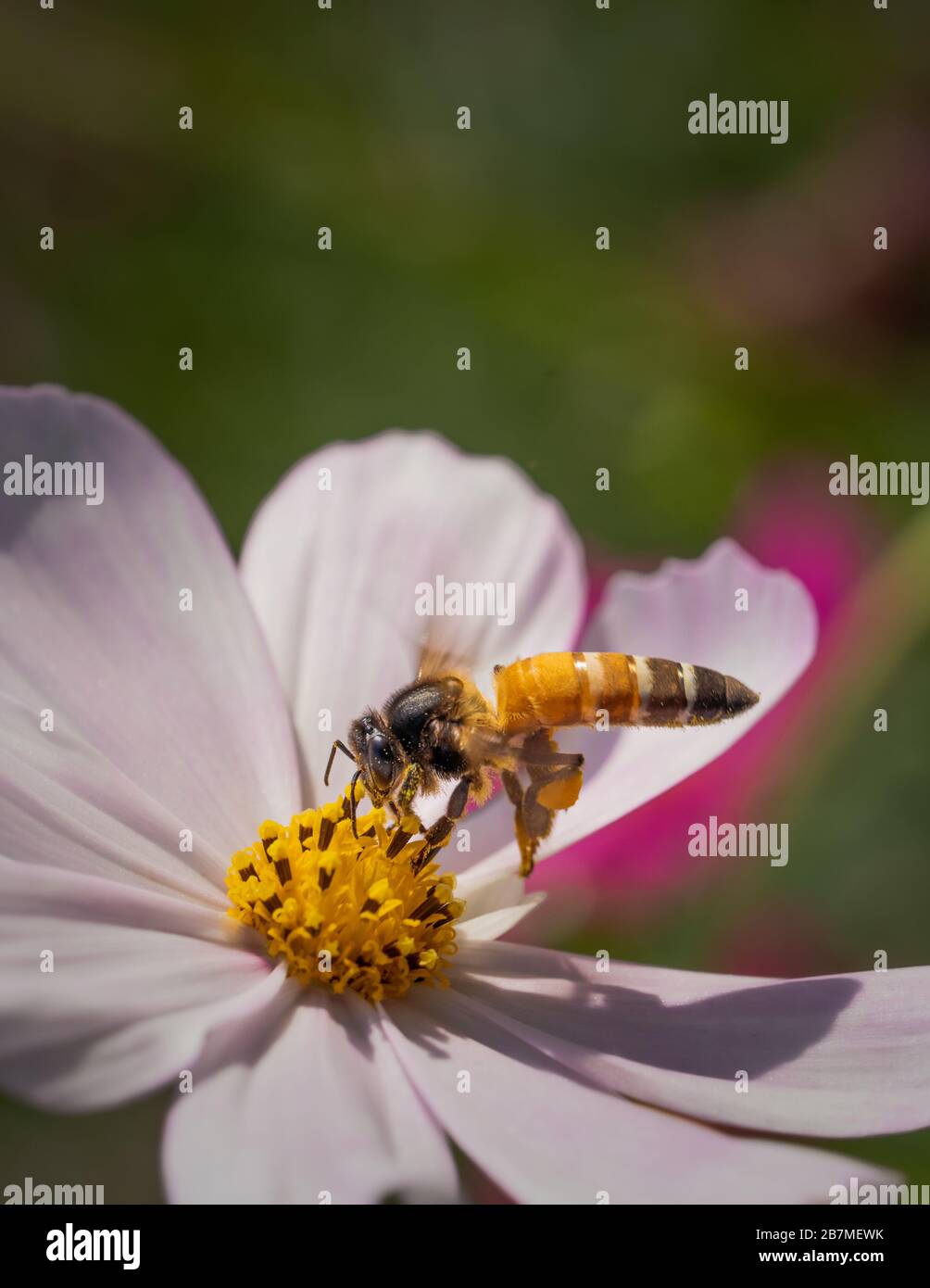 bee or honeybee sitting on a white daisy flower collecting nectar Stock Photo