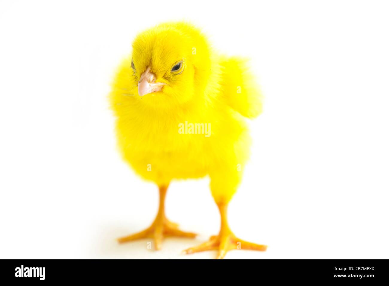 Small yellow chicken isolated on white background Stock Photo - Alamy
