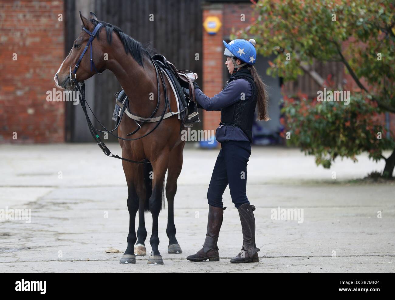 Horse prepared for the gallops at Sam Drinkwater's stables in Strensham