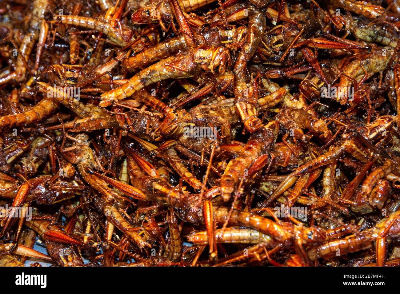 Fried locusts for sale in Thailand Stock Photo