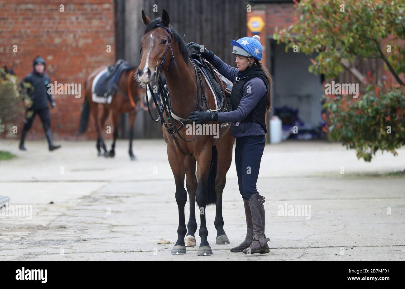 Horse prepared for the gallops at Sam Drinkwater's stables in Strensham