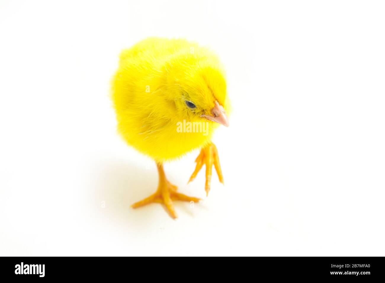 Small yellow chicken isolated on white background Stock Photo - Alamy