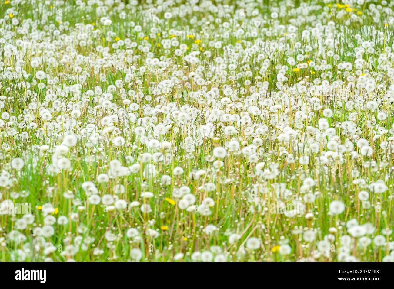 A field of dandelions gone to seed. Stock Photo