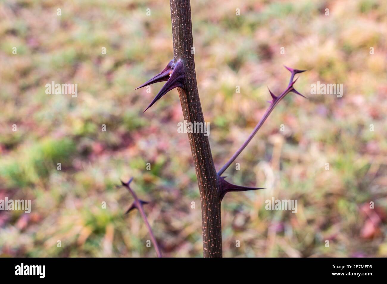 Big purple thorns in the middle of the green field Stock Photo
