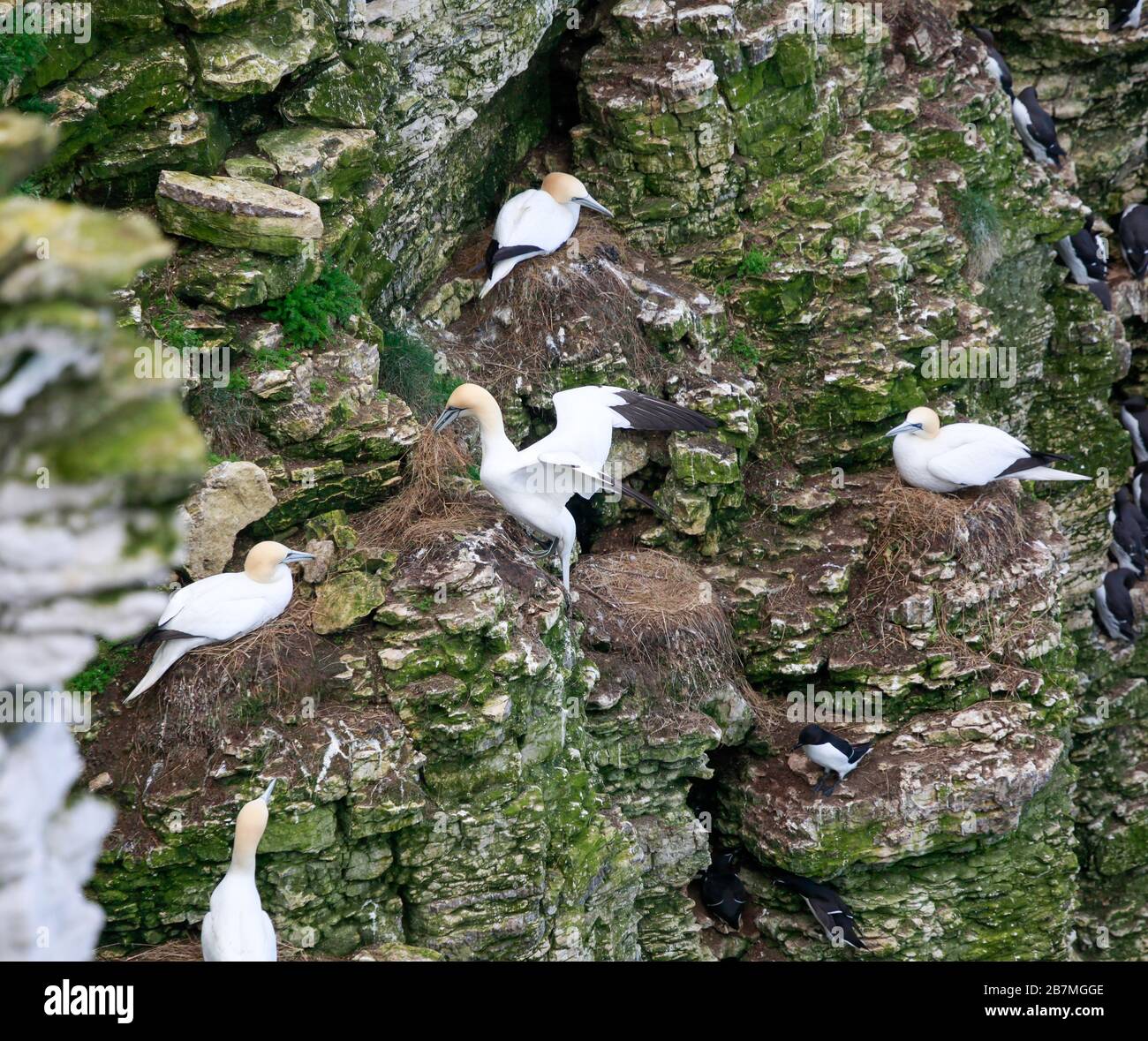 A stealing nesting material from a nearby nest observed by