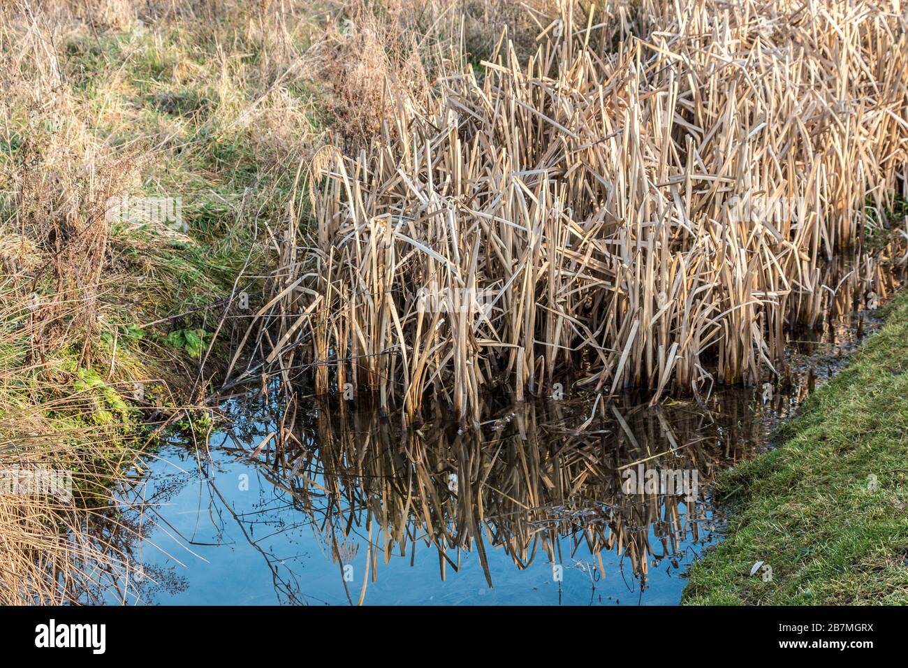 Marshland with smelling brackish water and a lot of reeds Stock Photo