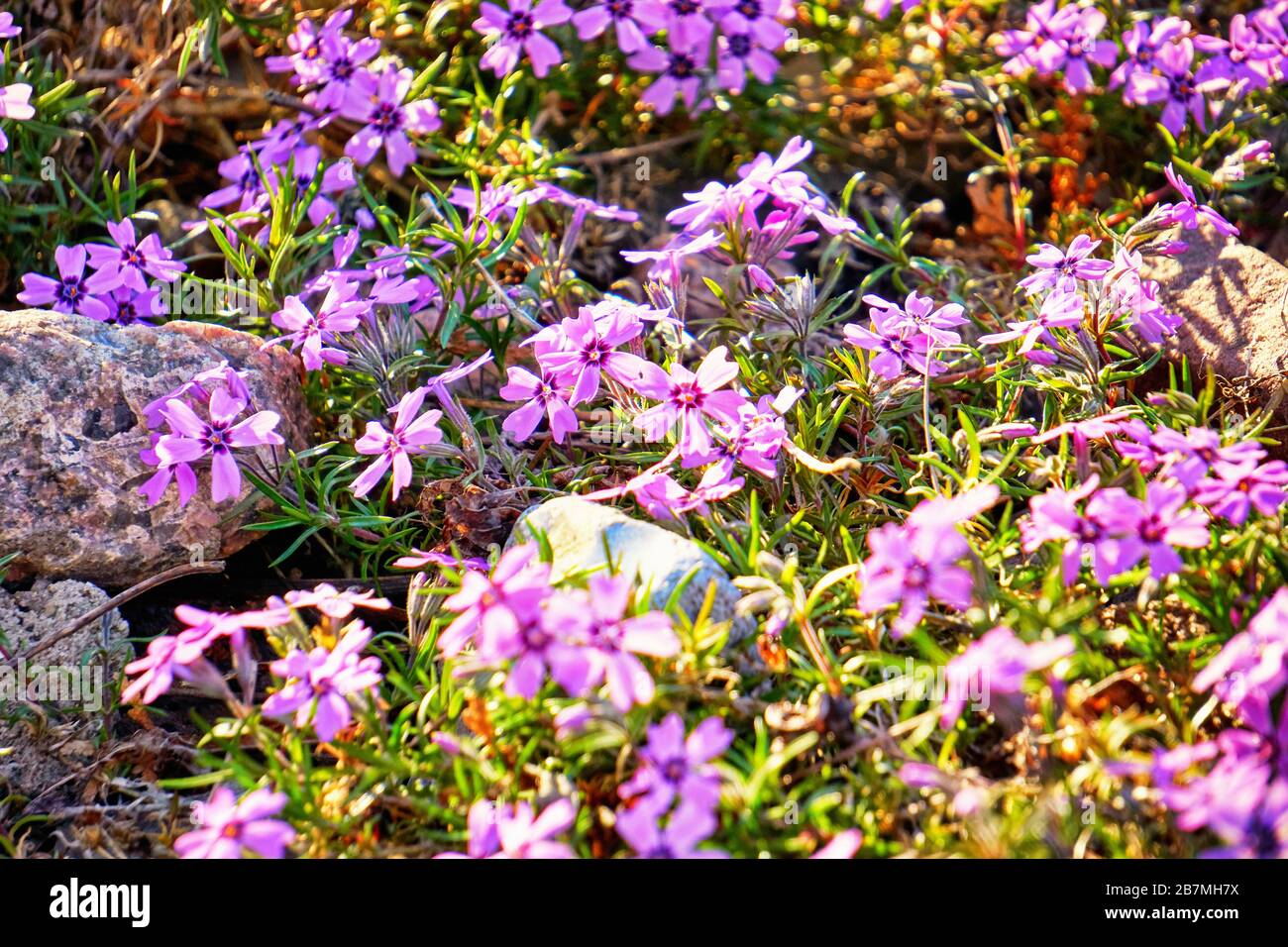 Purple flowers of ground cover between stones. Stock Photo