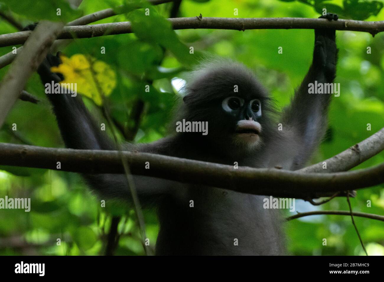 Spectacles in the trees of the peninsula in the trees of Railay in Thailand Stock Photo