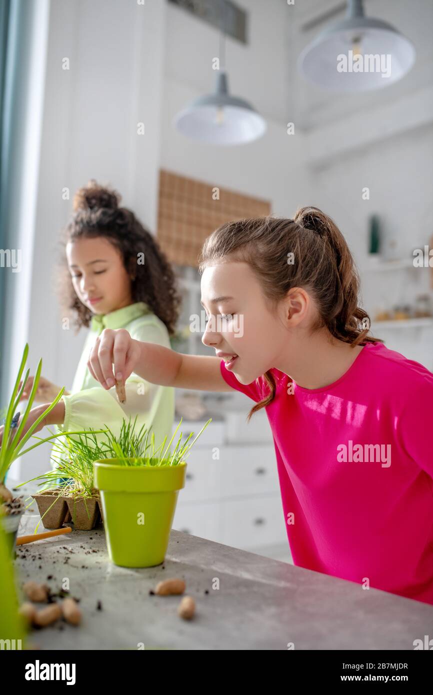 Teenager girl planting seeds in a pot at home. Stock Photo