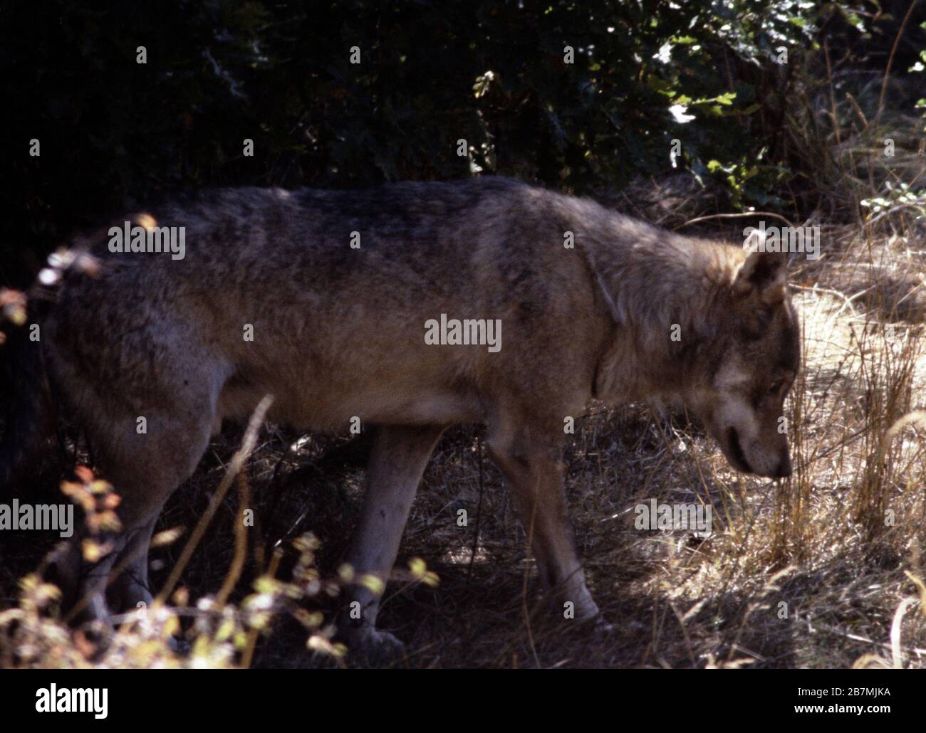 Italian or Apennine wolf, Canis lupus italicus Stock Photo