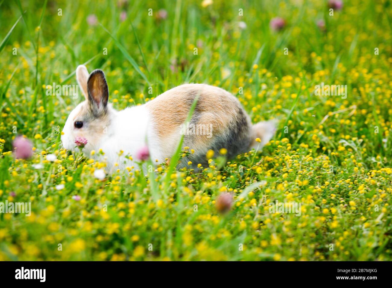 dwarf rabbit in a flowery field Stock Photo Alamy