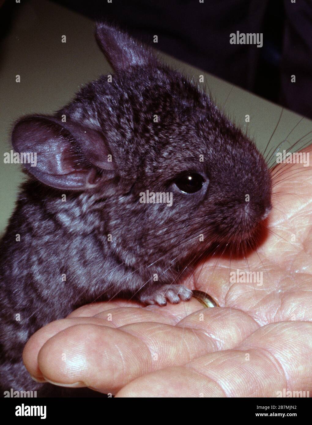 Longtailed chinchilla (Chinchilla lanigera), domestic breed Stock