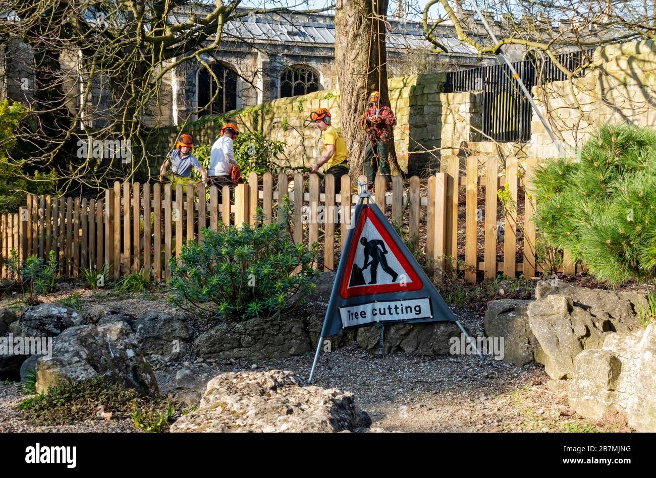 Men tree surgeons cutting down damaged branches from trees in the Museum Gardens York North Yorkshire England UK United Kingdom GB Great Britain Stock Photo
