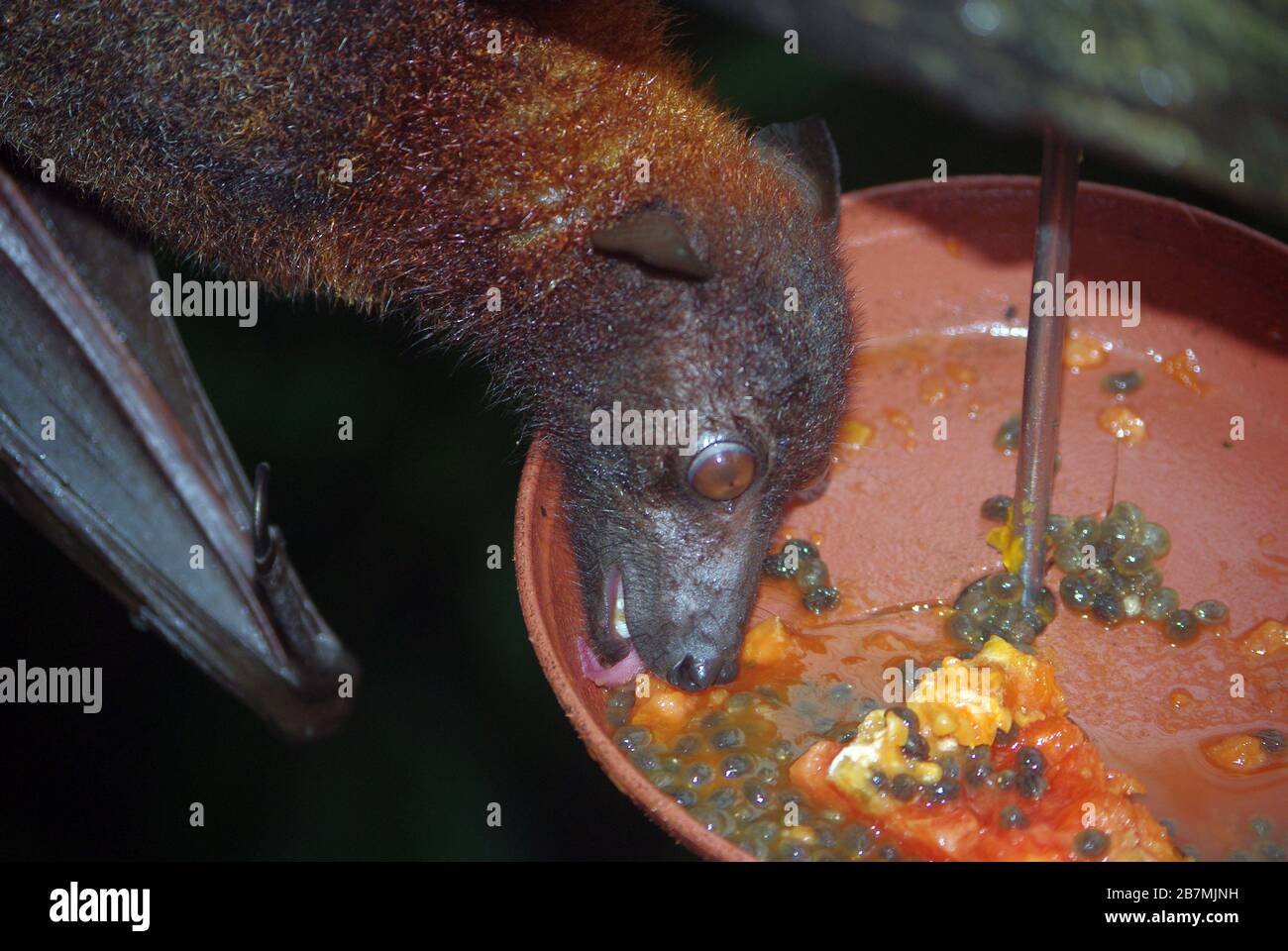 Indian flying fox (Pteropus giganteus) feeding fruit's meal Stock Photo